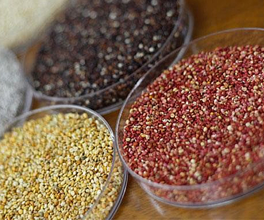 Andean grains